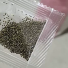 Gro�er Basilikum